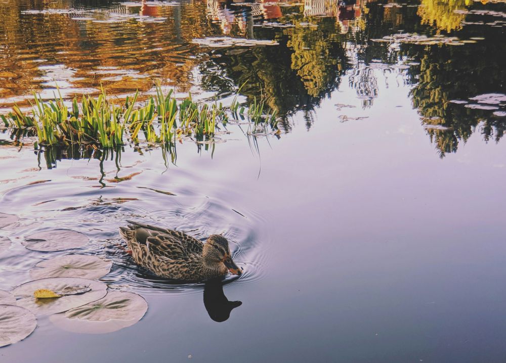 A duck swims in a pond surrounded by lily pads, with reflections of trees and buildings on the water.