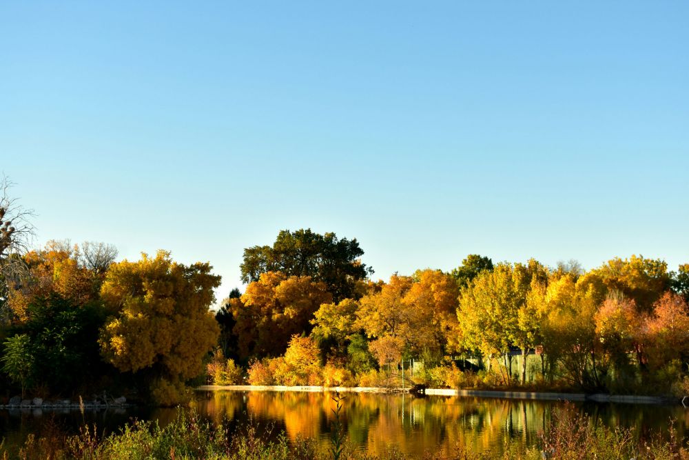 Trees with yellow autumn leaves line a calm pond under a clear blue sky, with reflections in the water.